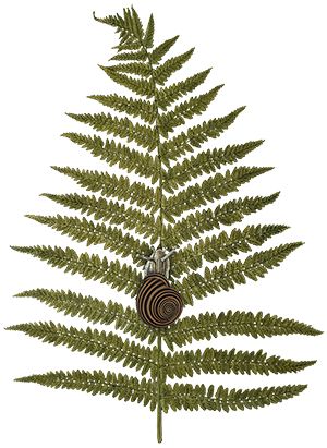 Fern with a snail by Marta Bartniak @florally.art