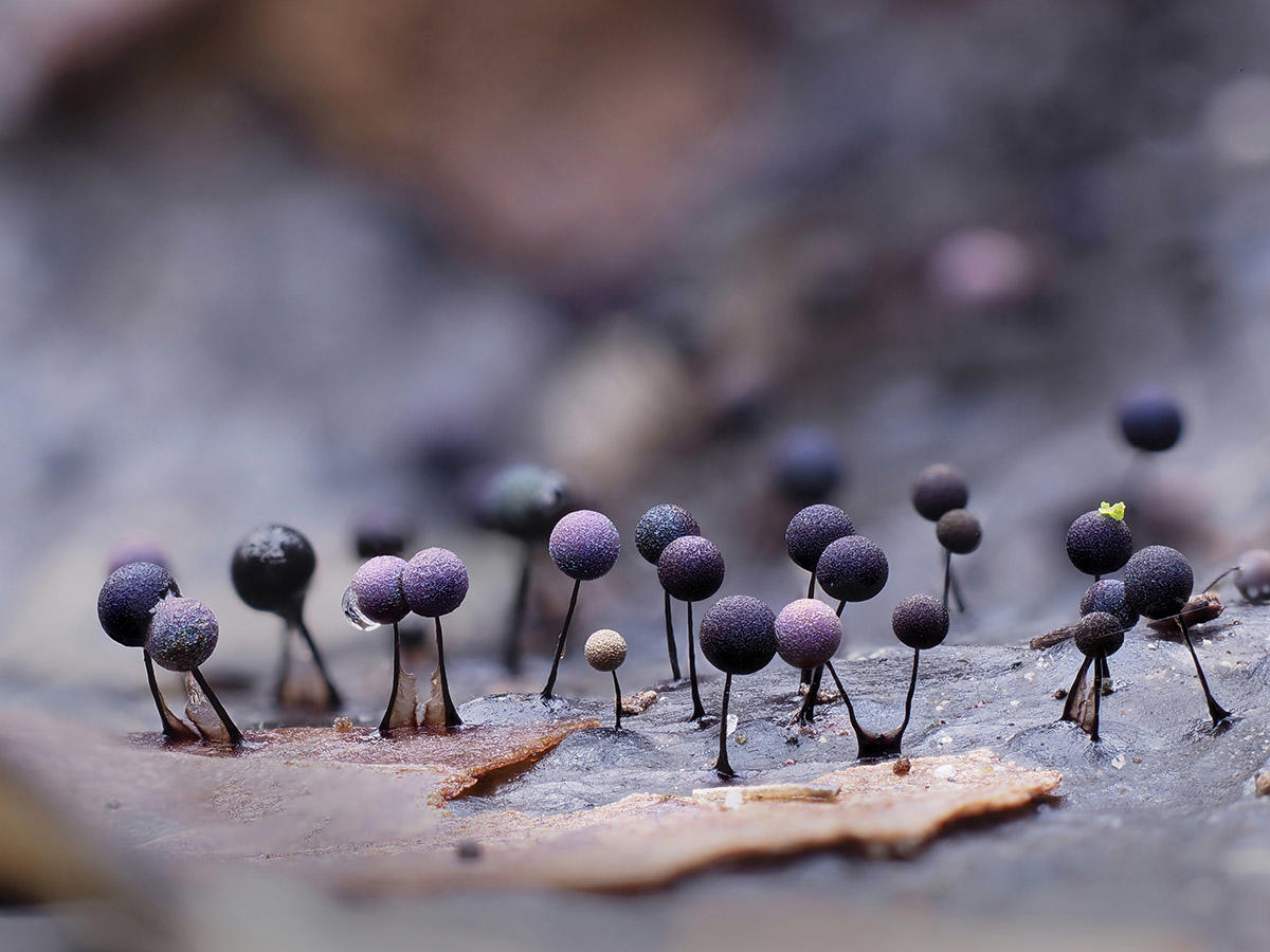 Slime mould © Andy Sands / naturepl.com