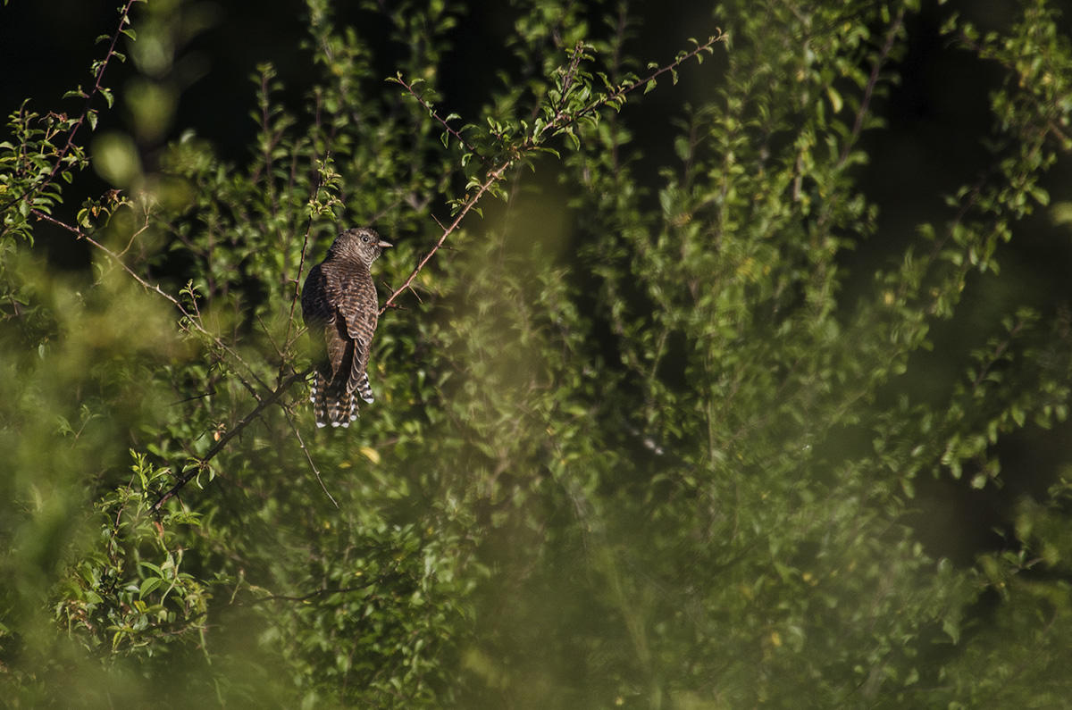 Juvenile cuckoo © Charles Burrell, Knepp Wildland
