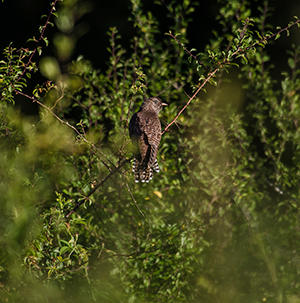 Juvenile cuckoo © Charles Burrell, Knepp Wildland