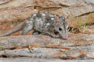 The northern quoll © Wayne Lawler / AWC