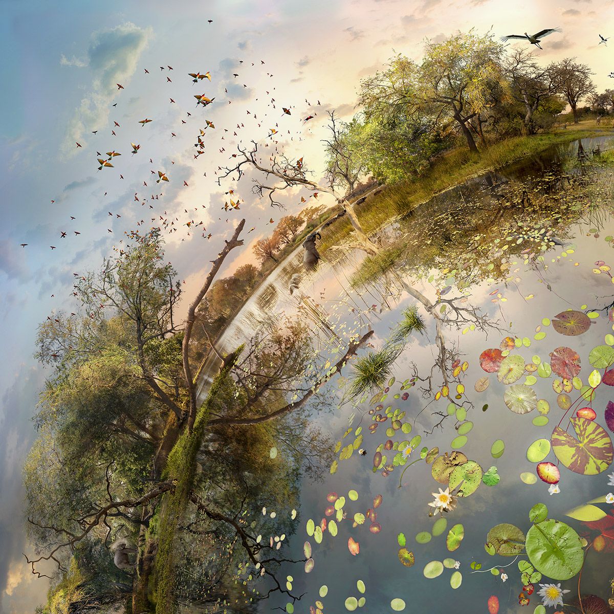 Okavango 2016 (Other Worlds) by Catherine Nelson www.catherinenelson.com