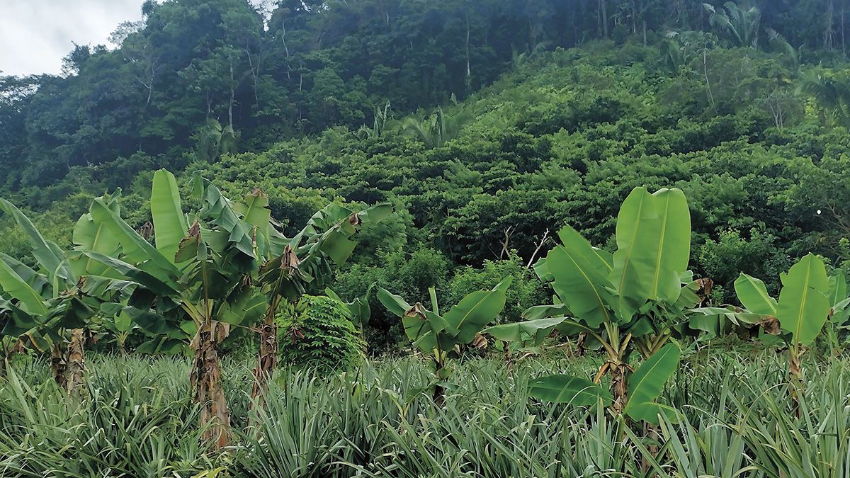 Food Forests for a Resilient Future Biology Diagrams