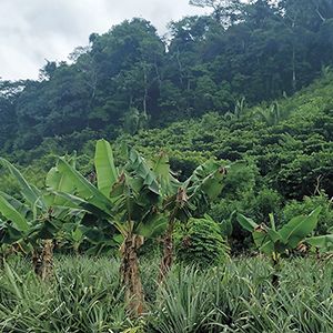 Agroforesty at Don Carlos' site in Tatín Village © Contour Lines