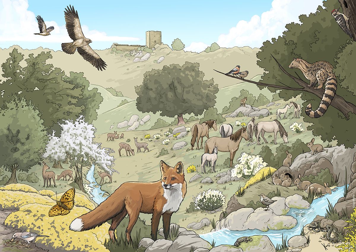 Illustration © Xavi Reñé, for Rewilding Portugal @wildlife_erra
