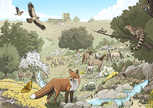 Illustration © Xavi Reñé, for Rewilding Portugal @wildlife_erra
