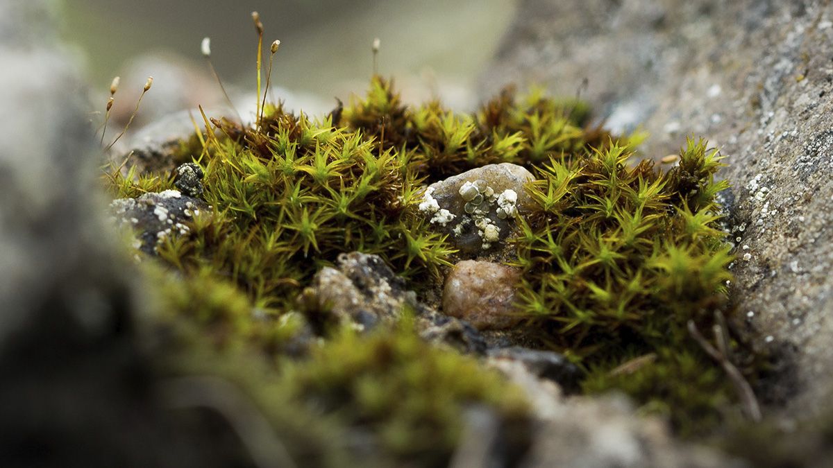 Resurgence • Article Connecting plant threads