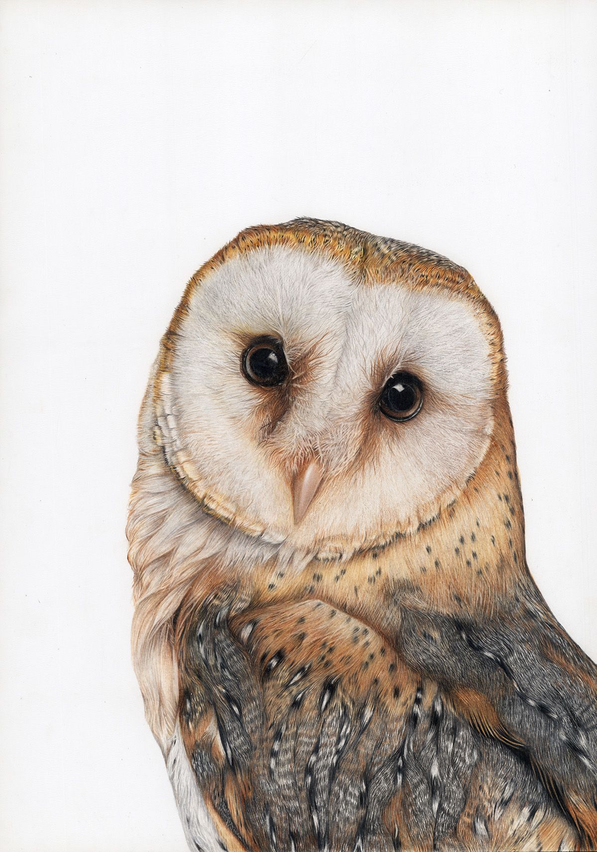 Barn owl by Jessica May Art www.jessicamayart.co.uk