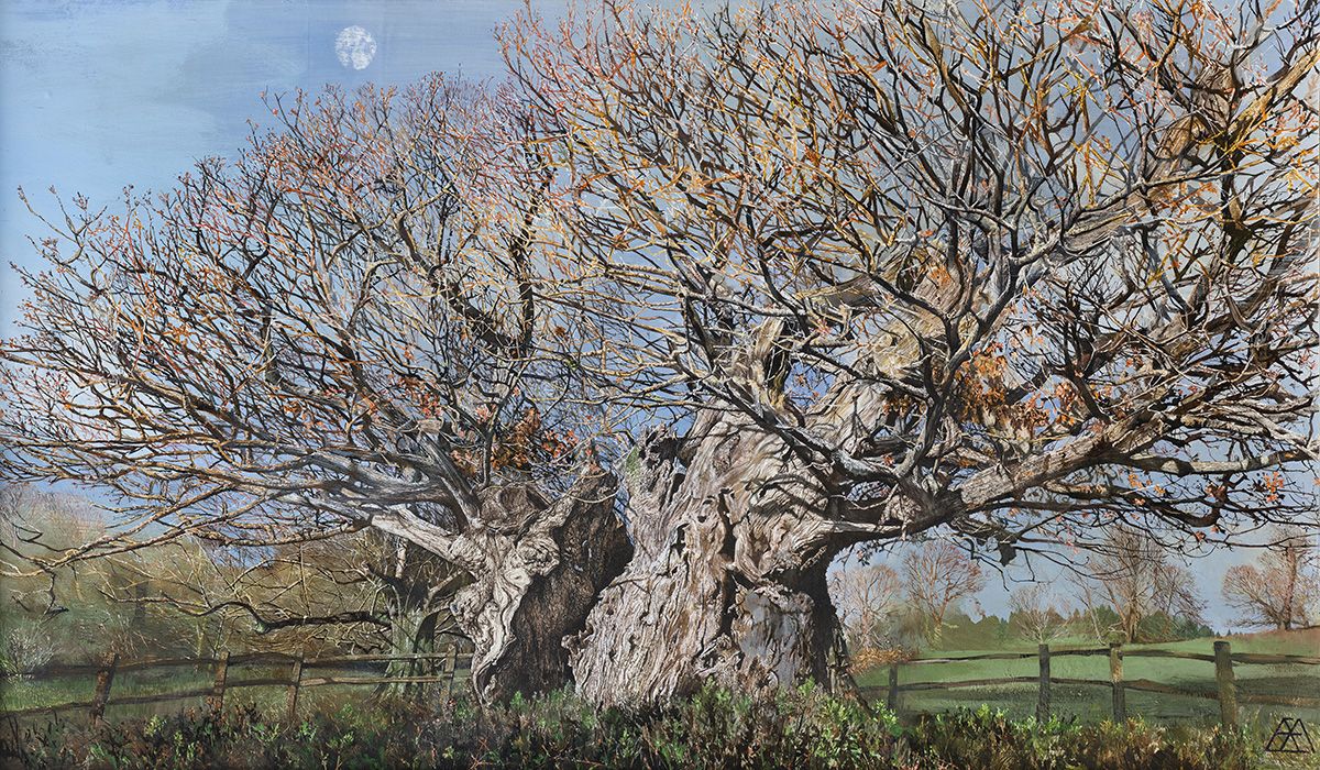 Cowdray Oak by Mary Anne Aytoun Ellis www.maryanneaytounellis.com