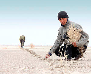 Planting saxaul © UNDP Uzbekistan