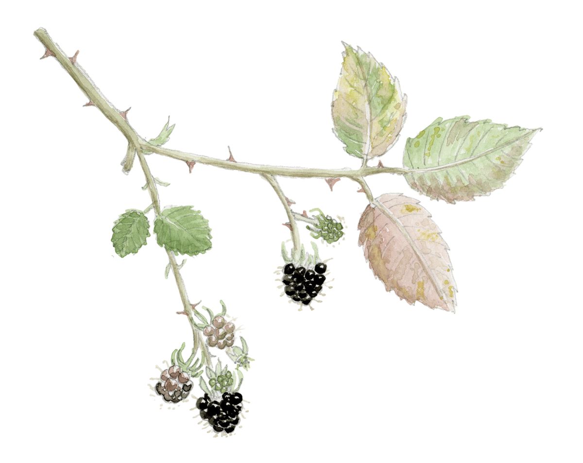 Blackberries by Emma Mitchell