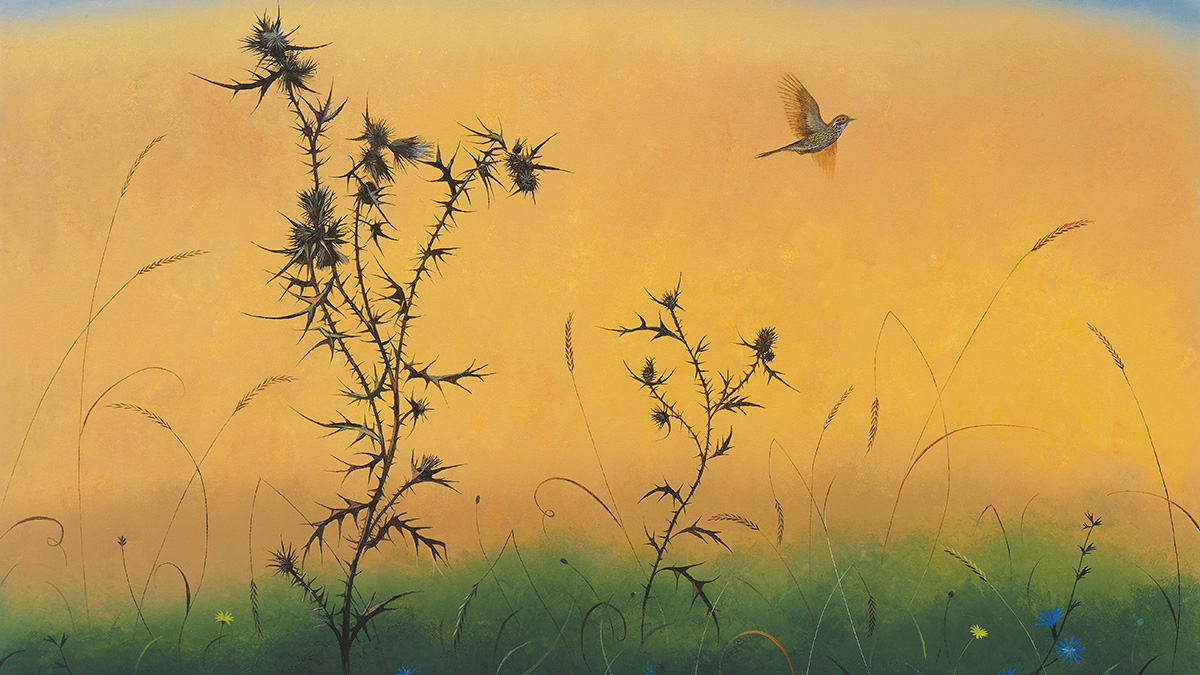 Corn Bunting by Nicholas Hely Hutchinson www.nicholashelyhutchinson.com