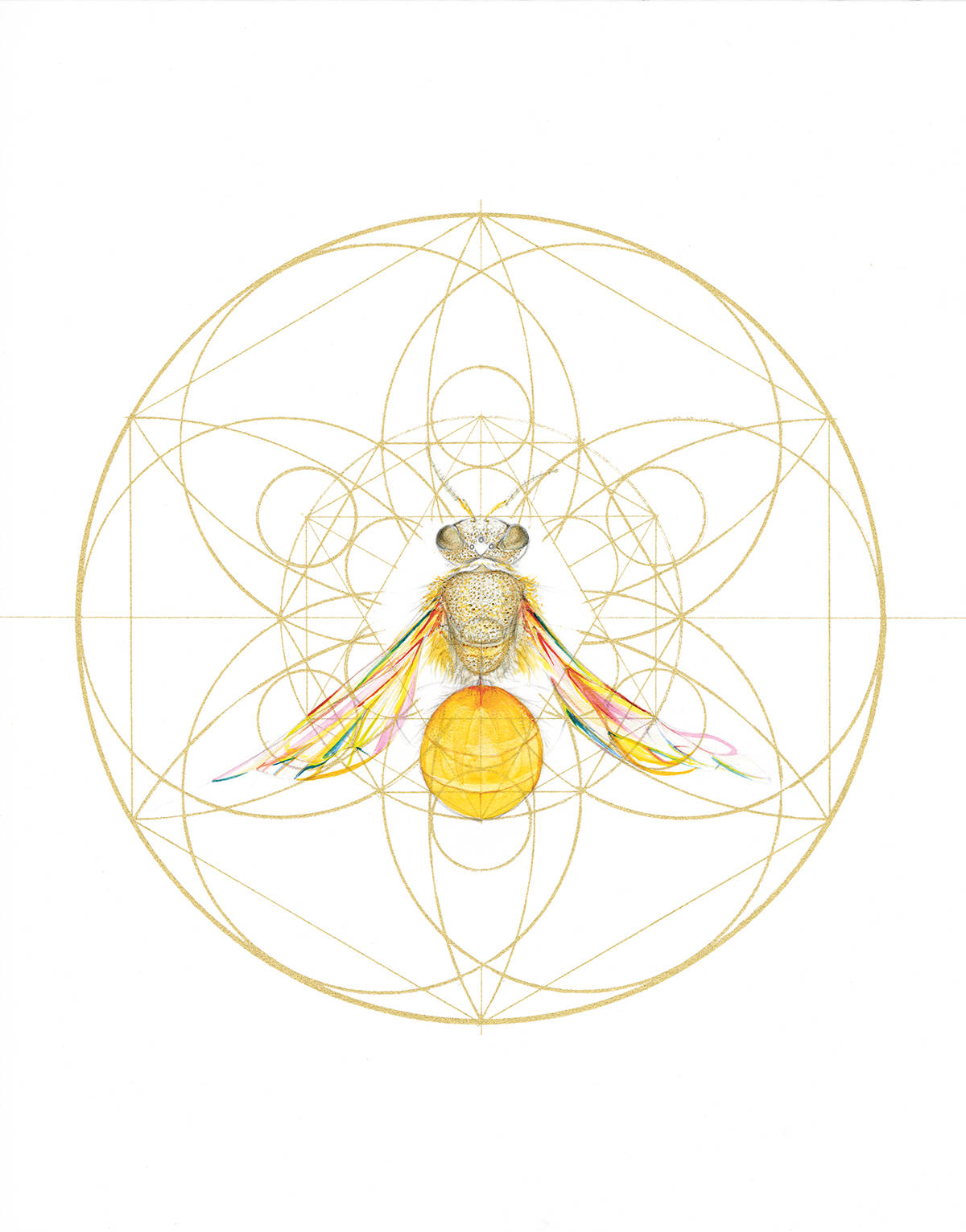 Sovereign Bee (40cm x 40cm) by Jessica Albarn www.jessicaalbarn.co.uk