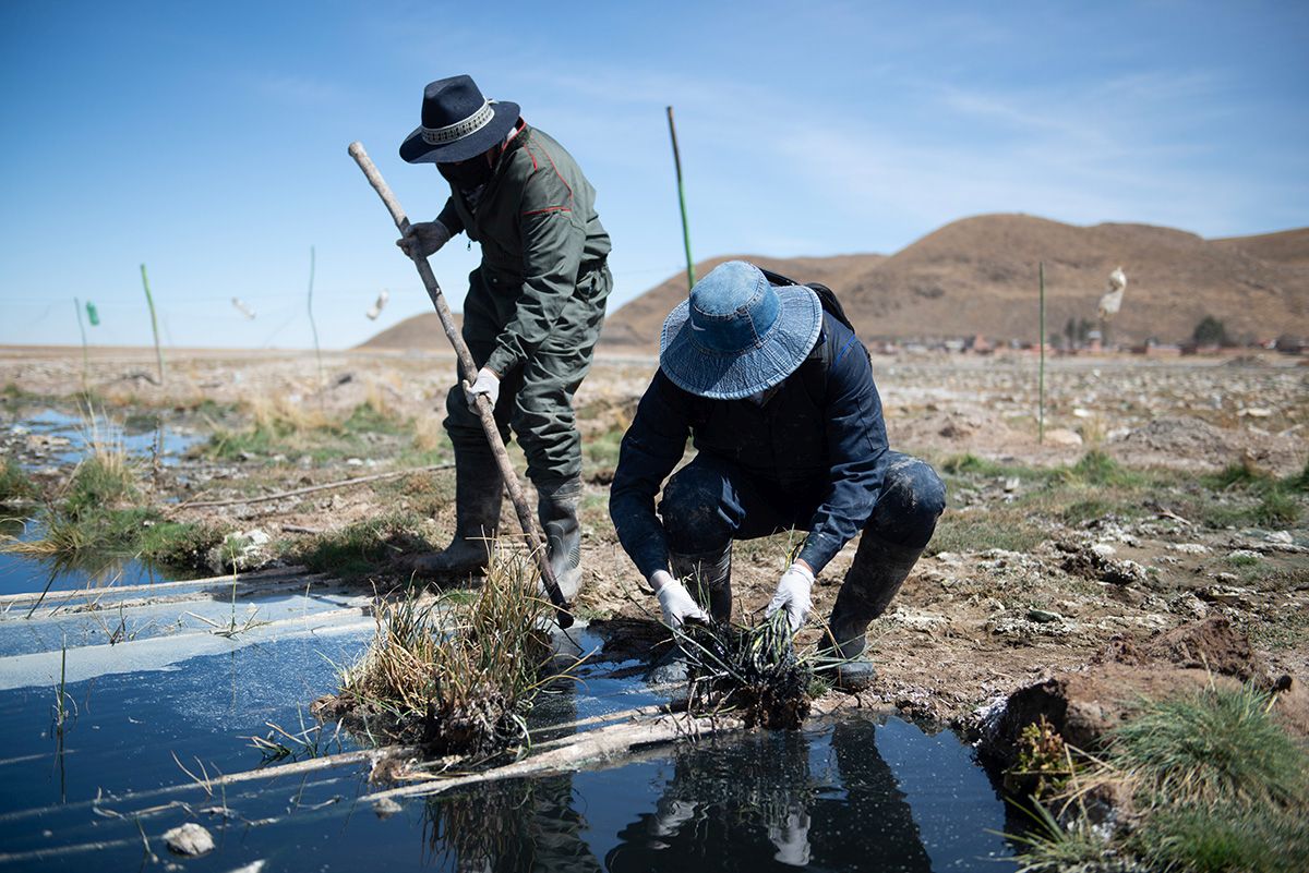 Planting totoras © The Iris Project & MakerChange Studio