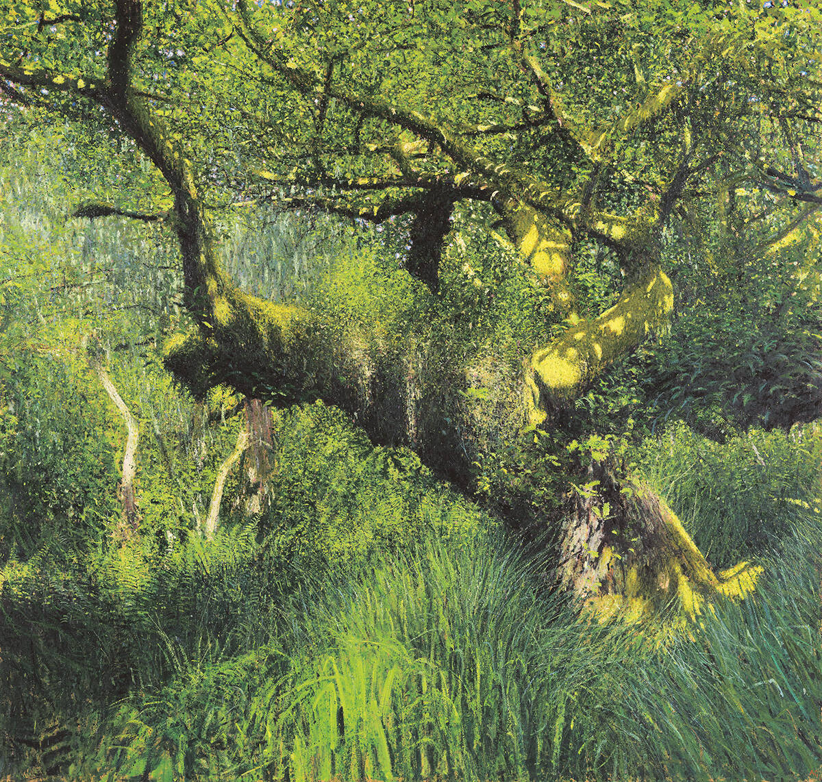 Wistman's Wood by Andrew Gifford www.jmlondon.com