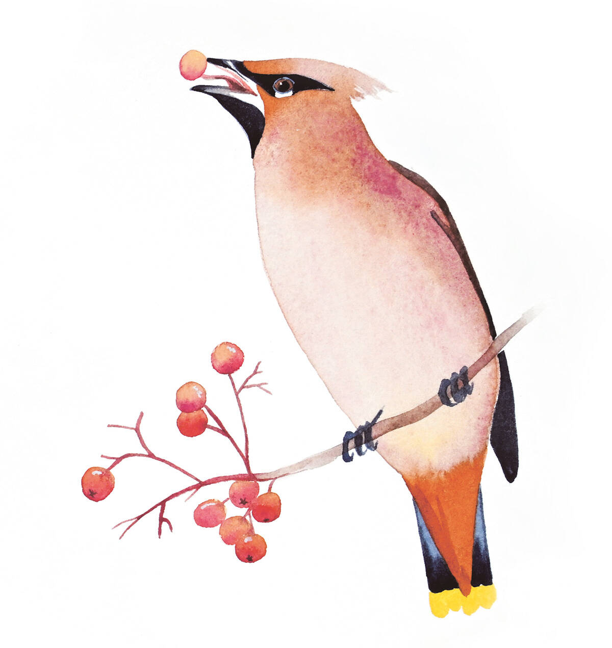 Detail from A museum of Bohemian waxwings by Jane Tomlinson www.janetomlinson.com