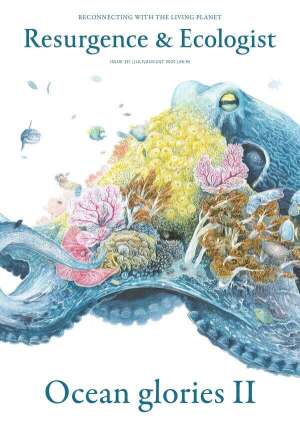 issue cover 351