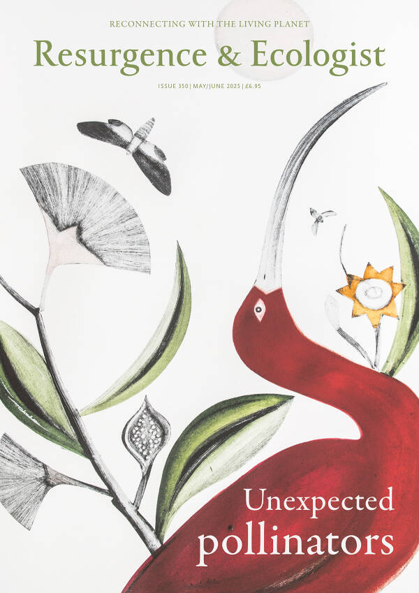 issue cover 350