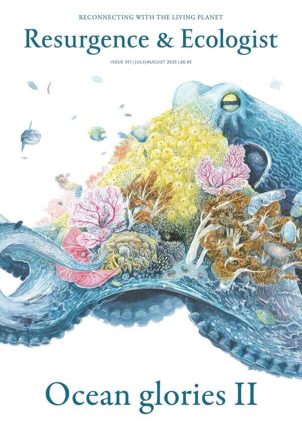 issue cover 351