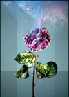 Don’t Turn Your Nose Up at Fragrance