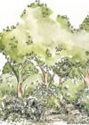 Food Forests