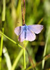 Meadow Sweet