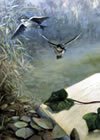 Celebrating 'Old Nature Writing'