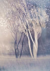 Seasonal Light